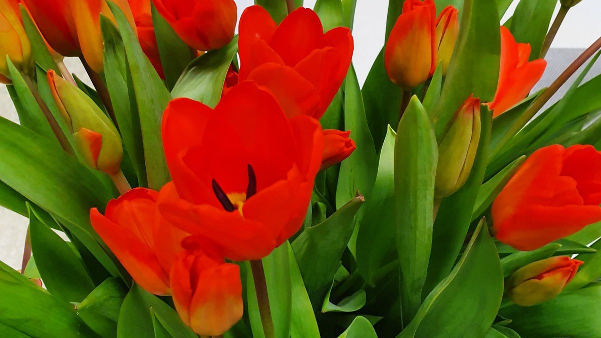 Blumenbouquet rote Tulpen